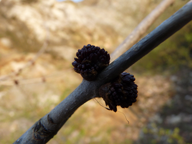 Très petites fleurs dépourvues de sépales et de pétales. Agrandir dans une nouvelle fenêtre (ou onglet)